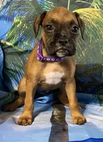 Purple-AKC 50% Euro, a female Boxer for sale in Methuen, MA – 1 of 8