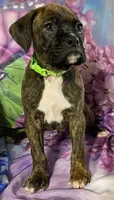 Green-ACA 37.5% Euro, a male Boxer for sale in Methuen, MA – Photo 2 of 8