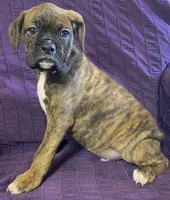 Green-Pending Michelle , a male Boxer for sale in Methuen, MA – 10 of 10