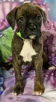 Green-ACA 37.5% Euro, a male Boxer for sale in Methuen, MA – Photo 4 of 8