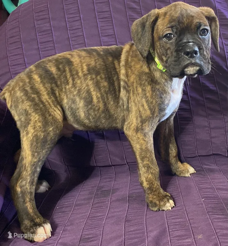 Green-ACA 37.5% Euro – Boxer puppy for sale in Methuen, MA