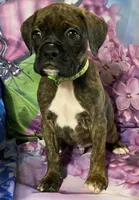 Green-ACA 37.5% Euro, a male Boxer for sale in Methuen, MA – Photo 5 of 8