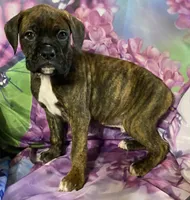 Green-ACA 37.5% Euro, a male Boxer for sale in Methuen, MA – Photo 7 of 8