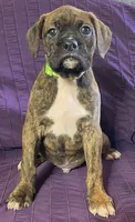 Green-Pending Michelle , a male Boxer for sale in Methuen, MA – 8 of 10