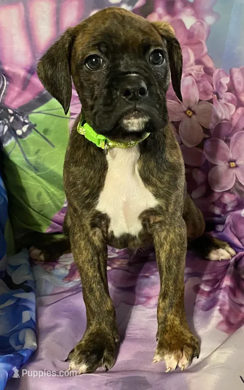 Green-ACA 37.5% Euro – Boxer puppy on hold in Methuen, MA