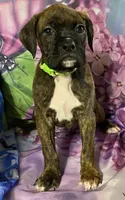 Green-ACA 37.5% Euro, a male Boxer for sale in Methuen, MA – Photo 1 of 8