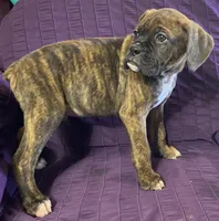 Green-Pending Michelle , a male Boxer for sale in Methuen, MA – 9 of 10