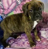 Green-ACA 37.5% Euro, a male Boxer for sale in Methuen, MA – Photo 8 of 8