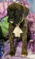 Green-ACA 37.5% Euro, a male Boxer for sale in Methuen, MA – Photo 3 of 8