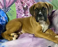 Red-ACA 37.5% Euro, a male Boxer for sale in Methuen, MA – 5 of 10