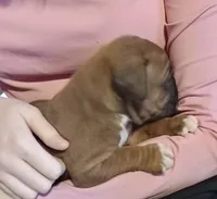 Green-AKC 87.5% European, a male Boxer for sale in Methuen, MA – Photo 2 of 9