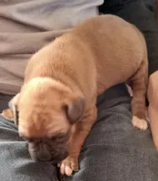 Green-AKC 87.5% European, a male Boxer for sale in Methuen, MA – Photo 5 of 9