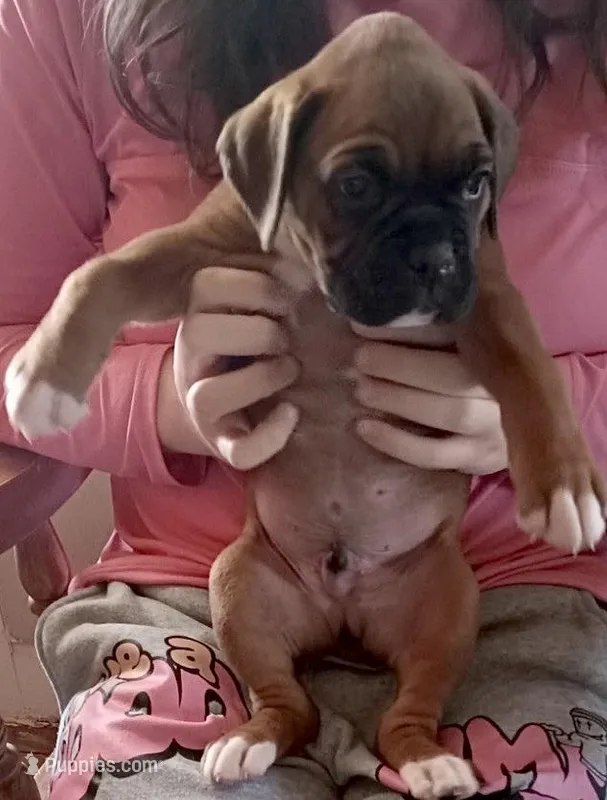 Green-AKC 87.5% European