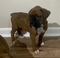 Green-Hold Christin&Brian, a male Boxer for sale in Methuen, MA – Photo 2 of 9