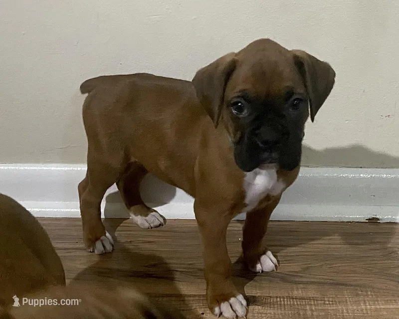 Green-AKC 87.5% European – Boxer puppy for sale in Methuen, MA