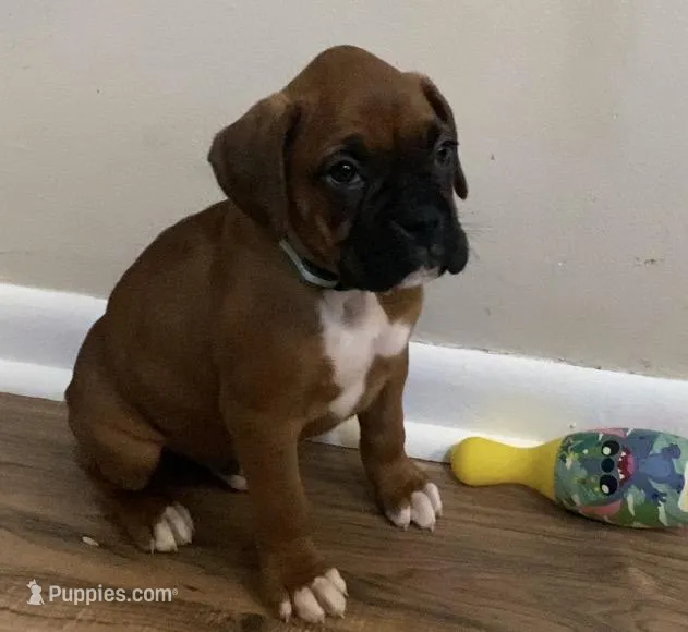 Green-AKC 87.5% European