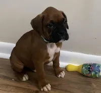 Green-Hold Christin&Brian, a male Boxer for sale in Methuen, MA – Photo 3 of 9