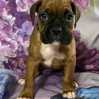 Green-Hold Christin&Brian, a male Boxer for sale in Methuen, MA – Photo 5 of 9