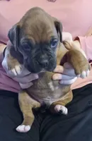 Green-AKC 87.5% European, a male Boxer for sale in Methuen, MA – Photo 1 of 9