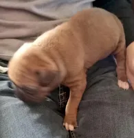 Green-AKC 87.5% European, a male Boxer for sale in Methuen, MA – Photo 6 of 9