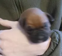 Green-AKC 87.5% European, a male Boxer for sale in Methuen, MA – Photo 8 of 9