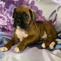 Green-Hold Christin&Brian, a male Boxer for sale in Methuen, MA – Photo 9 of 9