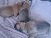 Green-AKC 87.5% European, a male Boxer for sale in Methuen, MA – Photo 9 of 9