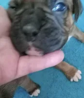 Green-AKC 87.5% European, a male Boxer for sale in Methuen, MA – Photo 7 of 9