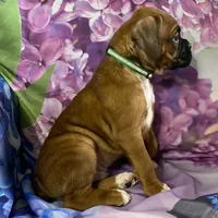 Green-Hold Christin&Brian, a male Boxer for sale in Methuen, MA – Photo 8 of 9
