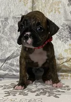 Red-ACA, a female Boxer for sale in Methuen, MA – Photo 9 of 10