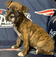 Red-ACA, a female Boxer for sale in Methuen, MA – Photo 1 of 10