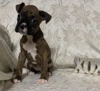 Red-ACA, a female Boxer for sale in Methuen, MA – Photo 6 of 10