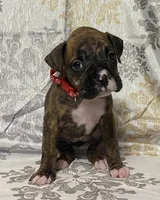 Red-ACA, a female Boxer for sale in Methuen, MA – Photo 7 of 10