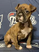 Red-ACA, a female Boxer for sale in Methuen, MA – Photo 3 of 10