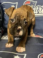 Red-ACA, a female Boxer for sale in Methuen, MA – Photo 2 of 10