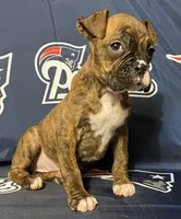 Red-ACA, a female Boxer for sale in Methuen, MA – Photo 4 of 10