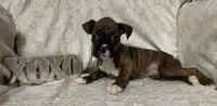 Red-ACA, a female Boxer for sale in Methuen, MA – Photo 5 of 10