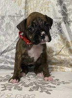 Red-ACA, a female Boxer for sale in Methuen, MA – Photo 10 of 10