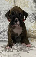 Red-ACA, a female Boxer for sale in Methuen, MA – Photo 8 of 10