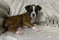 processed/ef902fe8-d557-4009-ac9f-3cebc5fa07c6/listing/eb4d0625-14a4-4e81-bd31-efc780ac6bc2/295e14e8-0d8f-48cb-83dd-8ff54db9dfab