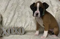 processed/ef902fe8-d557-4009-ac9f-3cebc5fa07c6/listing/eb4d0625-14a4-4e81-bd31-efc780ac6bc2/64f8ba7b-1f0b-4bd4-bbcc-20bb34234bc7