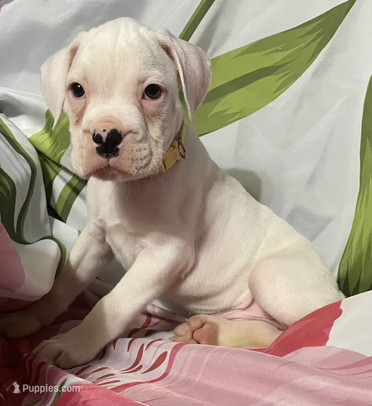 Tan-ACA 50% Euro – Boxer puppy for sale in Methuen, MA