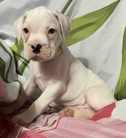 Tan-ACA 50% Euro, a male Boxer for sale in Methuen, MA – 1 of 8