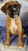 Green-ACA 87.5% European, a female Boxer for sale in Methuen, MA – 5 of 7