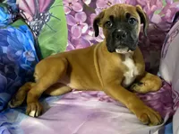 Light Pink-ACA 37.5% Euro, a female Boxer for sale in Methuen, MA – 10 of 10
