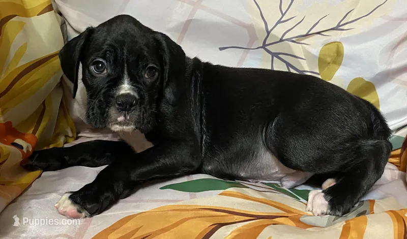 Green-AKC 50% Euro – Boxer puppy for sale in Methuen, MA