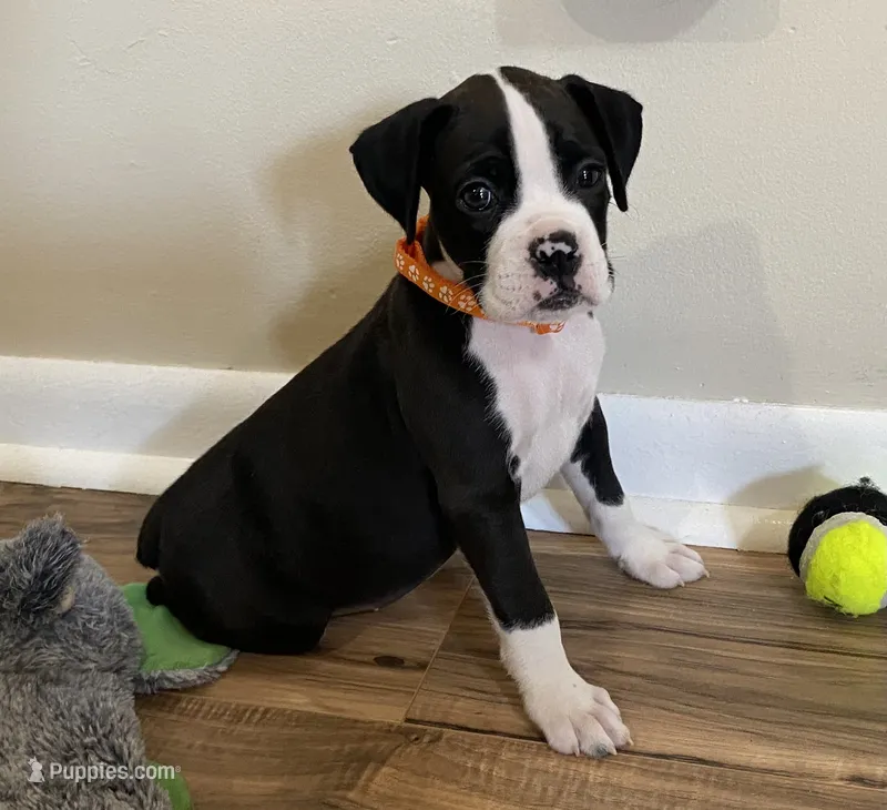 Orange-AKC 50% Euro – Boxer puppy for sale in Methuen, MA