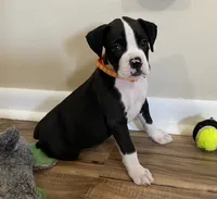 Orange-Pending Jessica , a female Boxer for sale in Methuen, MA – 6 of 10