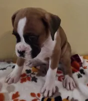 Green Stripe-AKC 50% Euro, a male Boxer for sale in Methuen, MA – 3 of 6