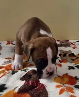 Green Stripe-AKC 50% Euro, a male Boxer for sale in Methuen, MA – 4 of 6
